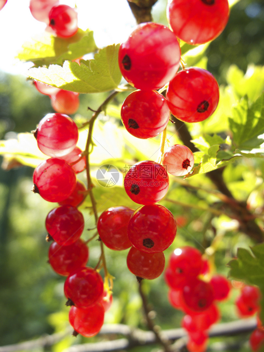 花园里的红花营养阳光水果绿色食物叶子收成农业衬套浆果图片
