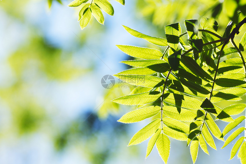绿叶背景背景森林树叶叶子天空绿色季节环境植物生长阳光图片