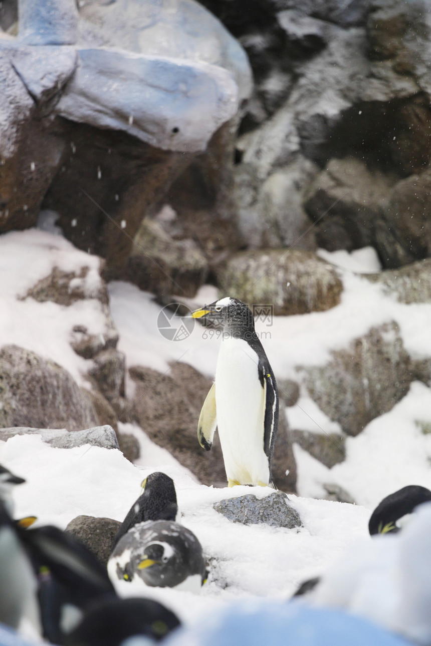 皇帝企鹅海鸟异国海滩情调殖民地成人气候极端冒充冻结图片