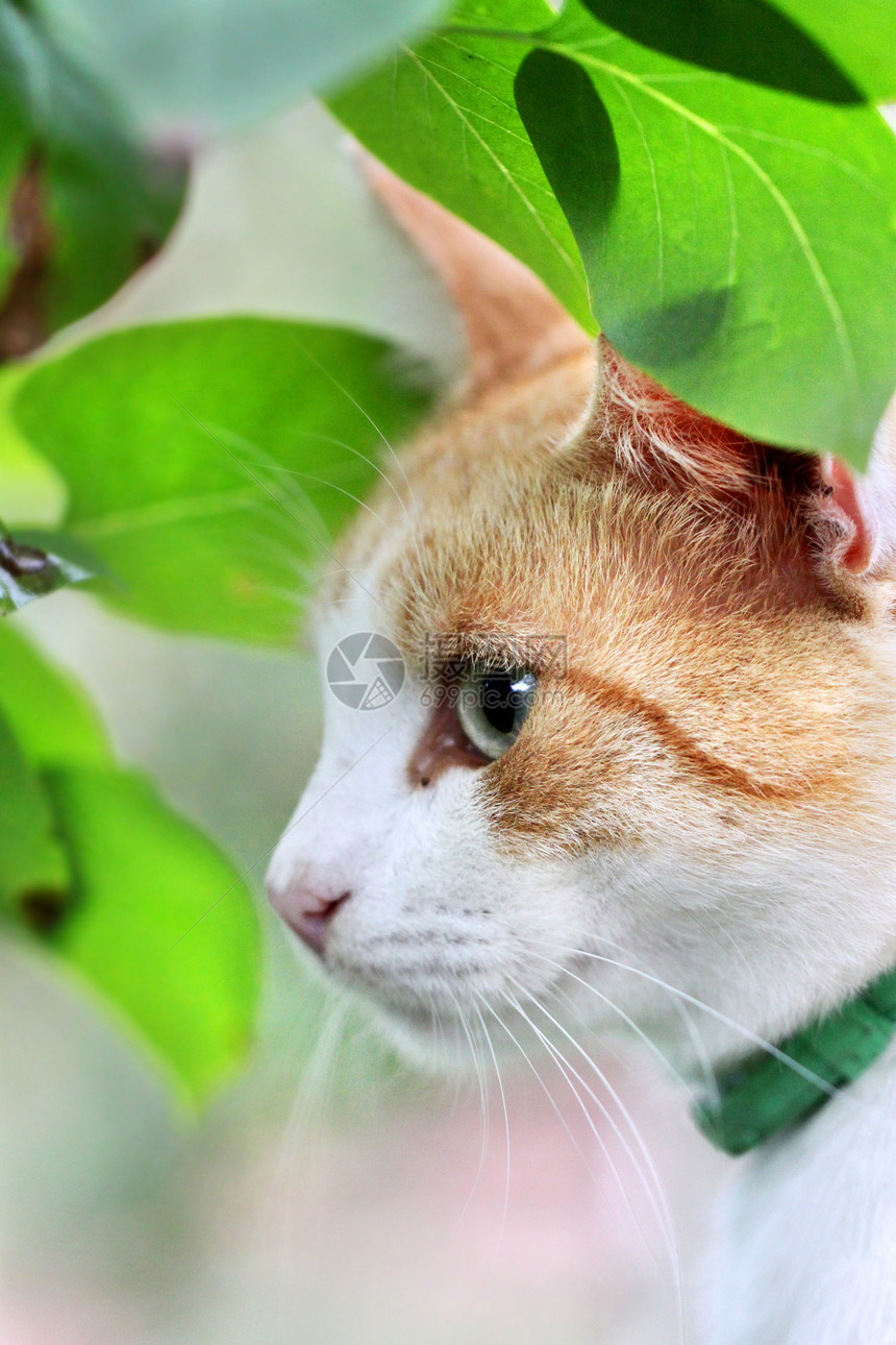 美丽的白色 红猫在绿树叶上猫咪植物野生动物姿势猫科头发花园哺乳动物季节眼睛图片