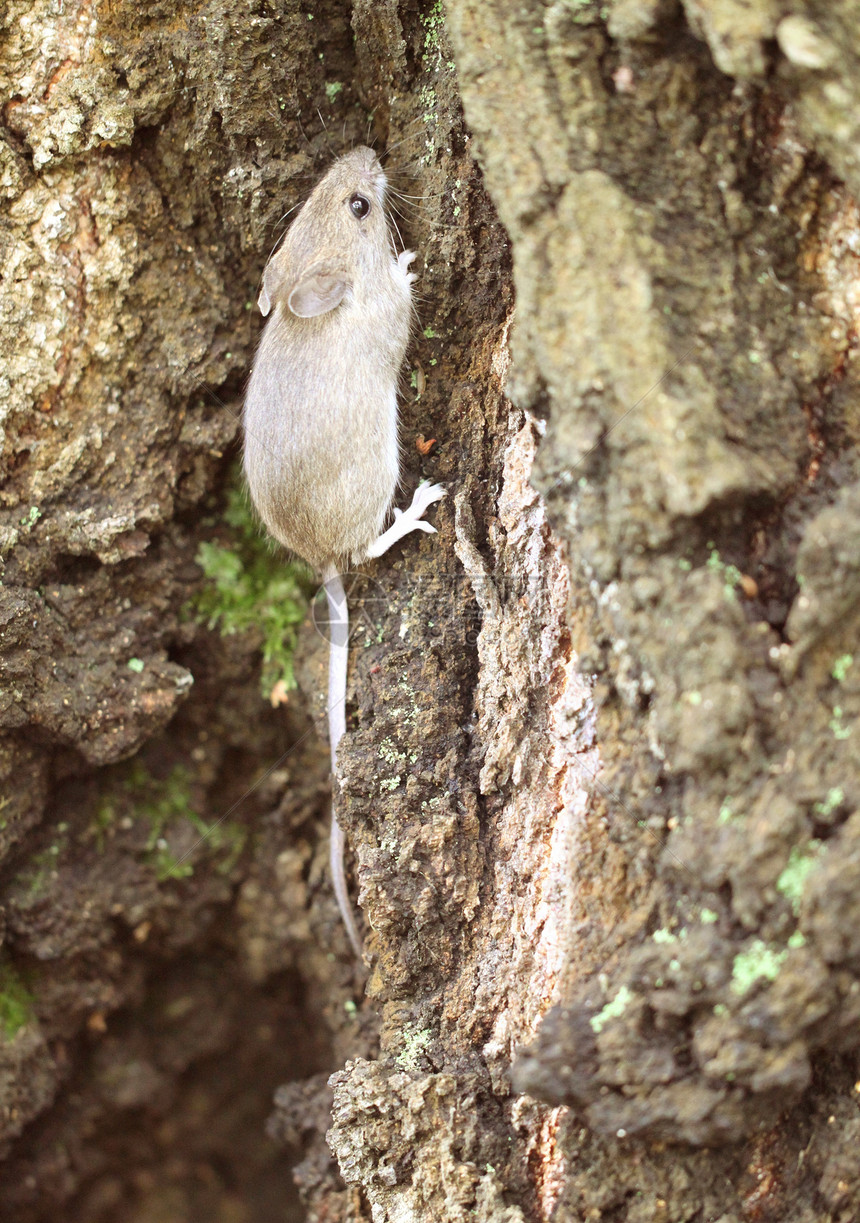 森林树上的灰色木鼠爪子生活野生动物尾巴荒野动物哺乳动物脊椎动物木头好奇心图片
