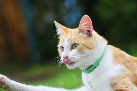 草猫美丽的白色  红猫猫科猫咪小猫宏观哺乳动物眼睛植物生活叶子野生动物背景