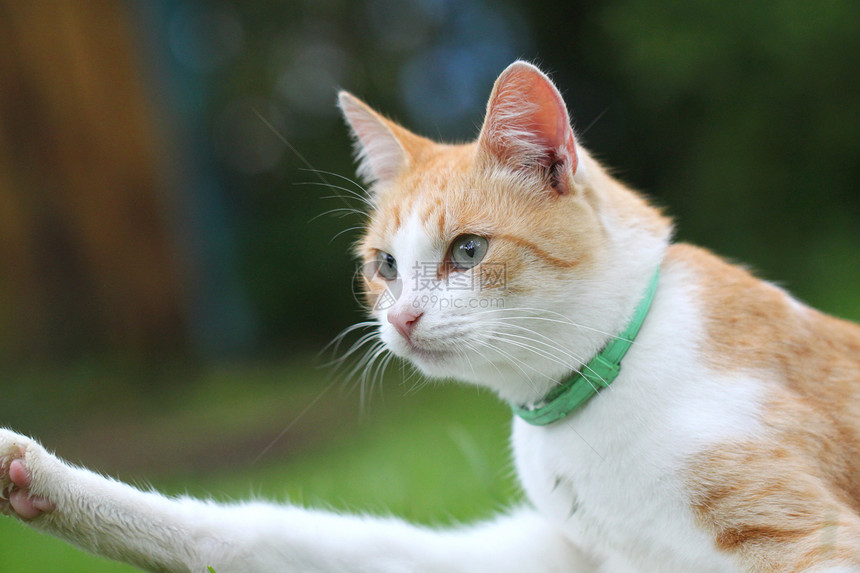 美丽的白色  红猫叶子头发宏观毛皮花园姿势小猫哺乳动物季节眼睛图片