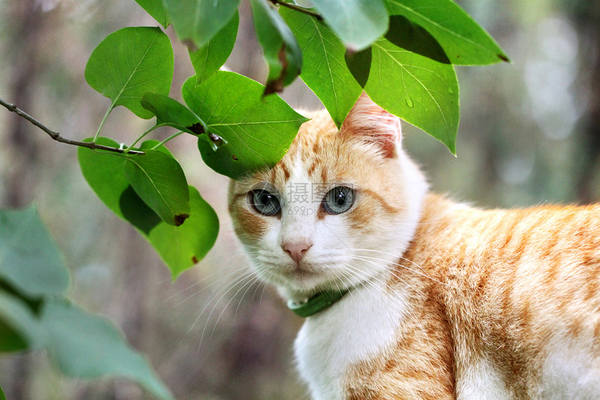 美丽的白色 红猫在绿树叶上宠物哺乳动物猫科野生动物姿势猫咪眼睛毛皮生活场地图片
