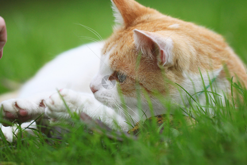 美丽的白色  红猫场地猫科植物花园生活头发哺乳动物猫咪季节宠物图片