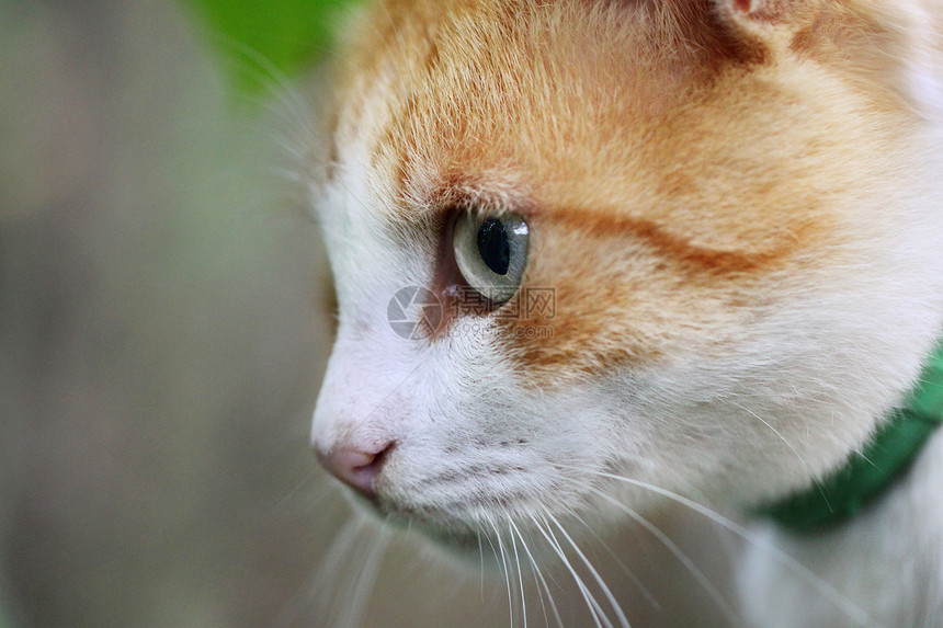 美丽的红头发白猫的肖像季节叶子猫科毛皮动物宠物野生动物生活植物眼睛图片
