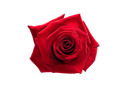 红玫瑰花瓣情人玫瑰红色背景图片