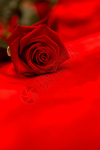 红玫瑰在红丝上安息背景图片