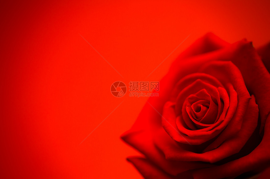 红玫瑰盛开背景玫瑰情人花瓣红色图片