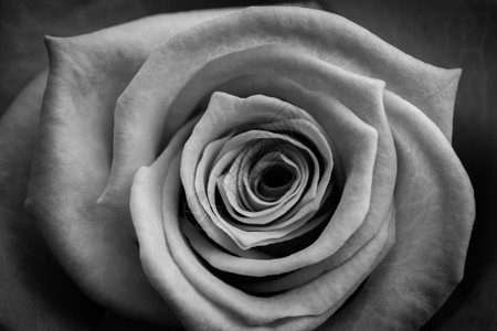 黑白两色玫瑰背景图片