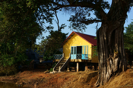 在古树下 有房顶水平阳光高跷榕树蓝天绿色房子农村国家老树背景图片