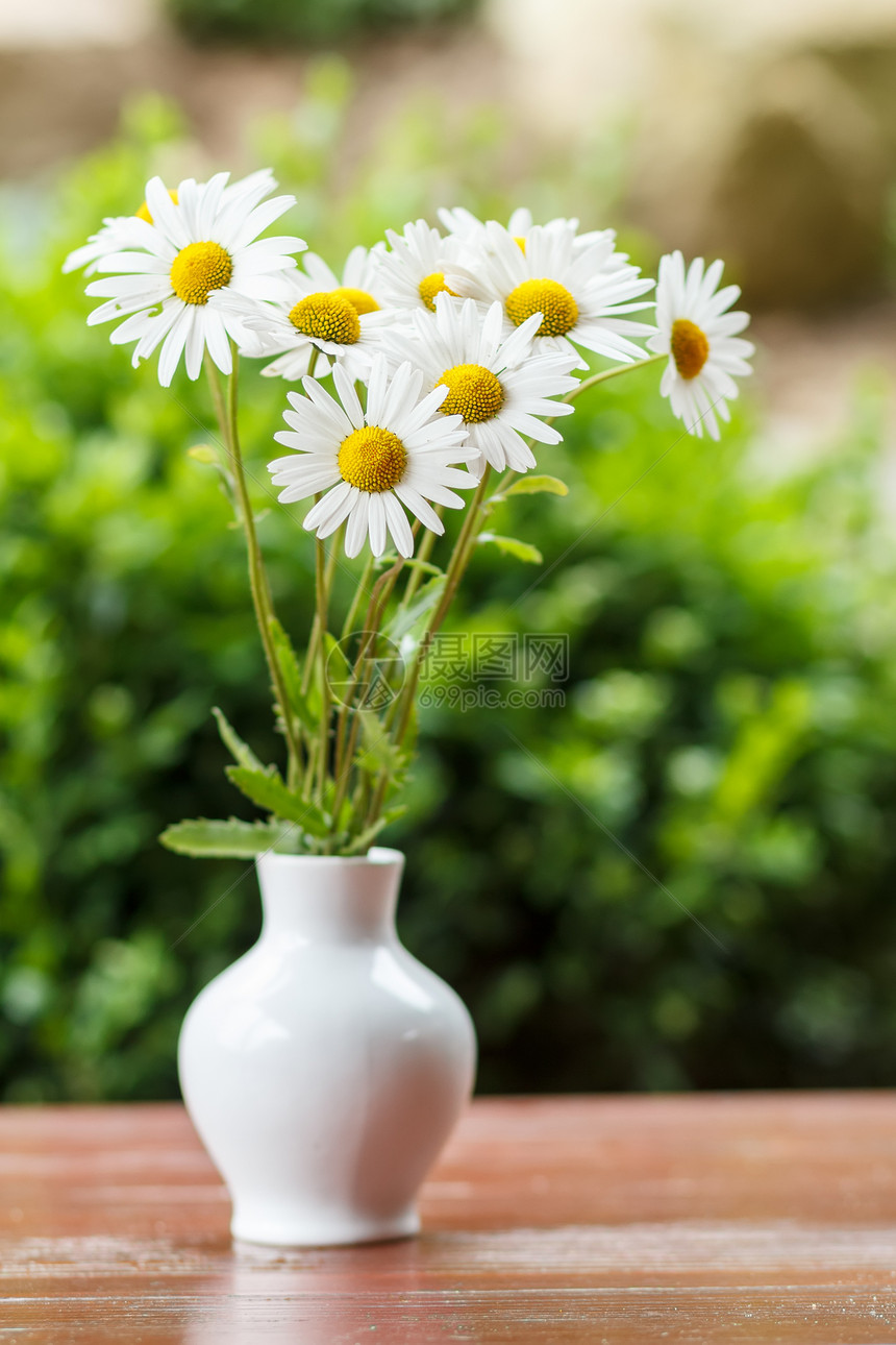 花瓶里的菊花 浅着眼的花朵宏观植物群季节生长草地花园美丽植物甘菊雏菊图片