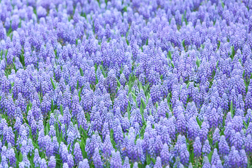 紫 Muscari紫色环境花瓣蓝色植物紫花草地场地图片
