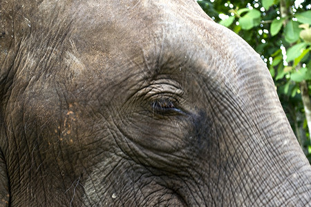 麻象大象野生动物环境旅游荒野灰色动物园丛林树干獠牙象牙背景图片