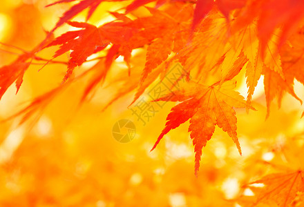 秋叶树叶背景黄色橙枫季节性枫树橙子叶子枫叶红色环境背景图片