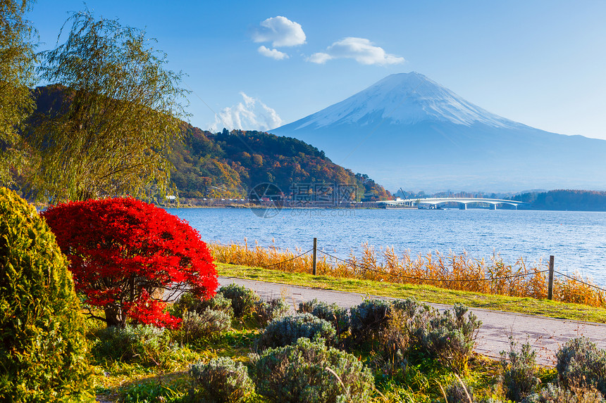 秋秋藤山草原火山花园芦苇红树杂草公吨植物枫树红假图片