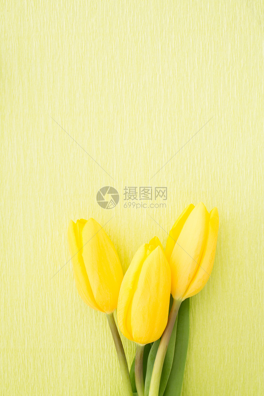 三个黄色郁金花绿色涂漆背景图片