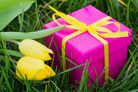 粉红礼品盒和黄色郁金香背景图片