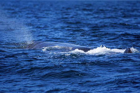 齿鲸鲸尾飞溅潜水海洋山脉鲸蜡生物抹香鲸大头鲇野生动物动物背景