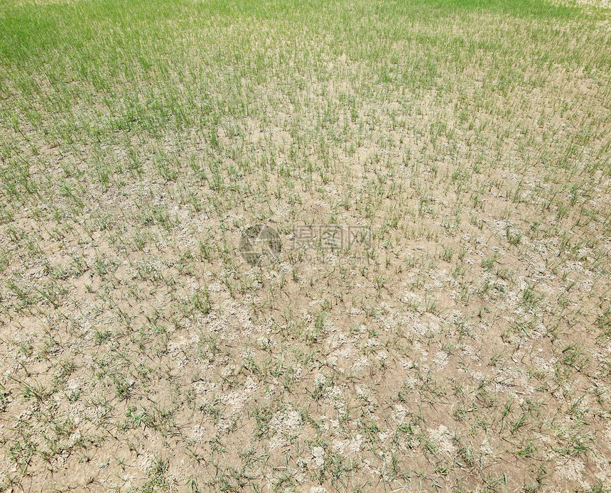 干燥草坪土地植物干草叶子草地农村草皮地面枯草损害图片