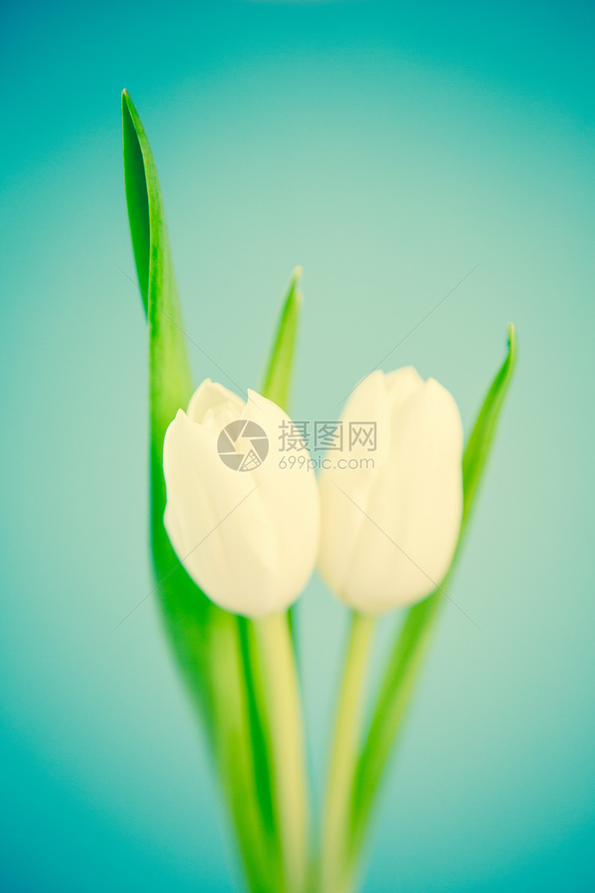 两个蓝色背景的白色郁金香图片