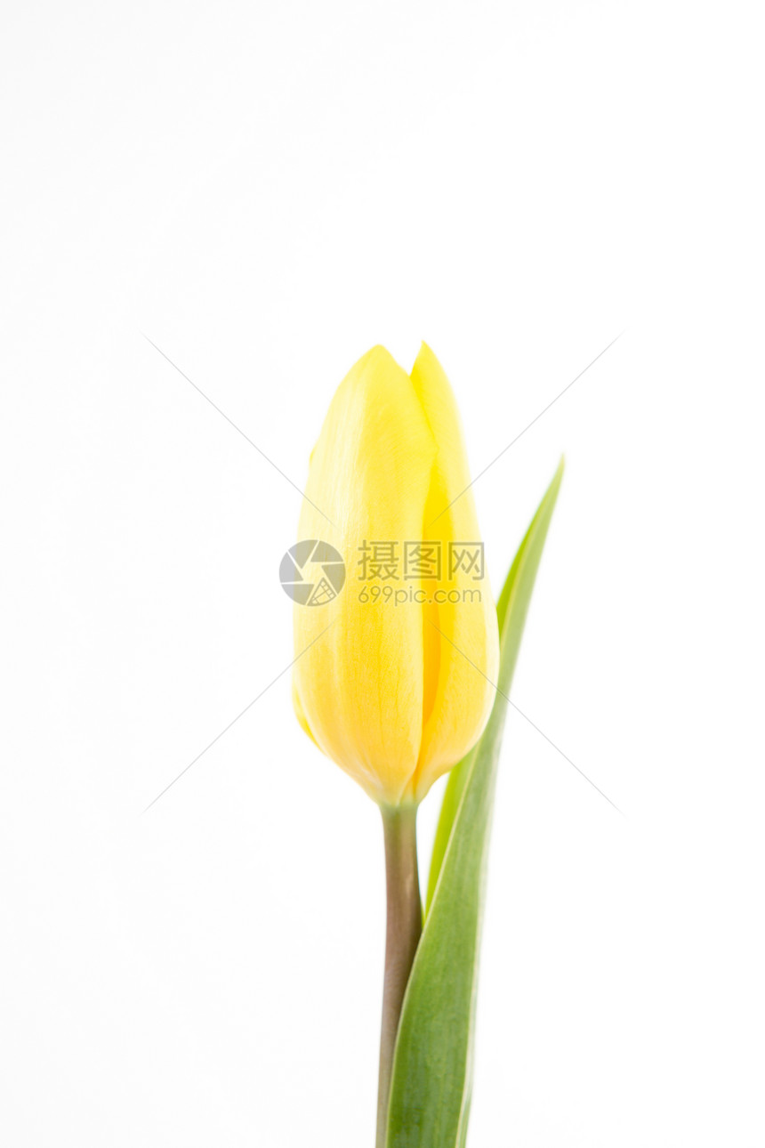 白色背景的黄色郁金香Name叶子花瓣植物绿色图片