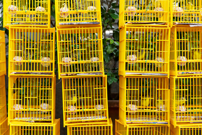 香港鸟类市场宠物配种黑色鸟笼鸡舍鹦鹉棕色花园图片