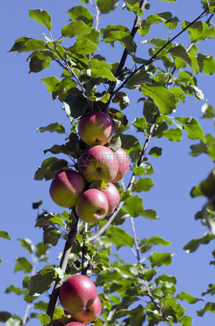 树枝上的新夏末苹果图片