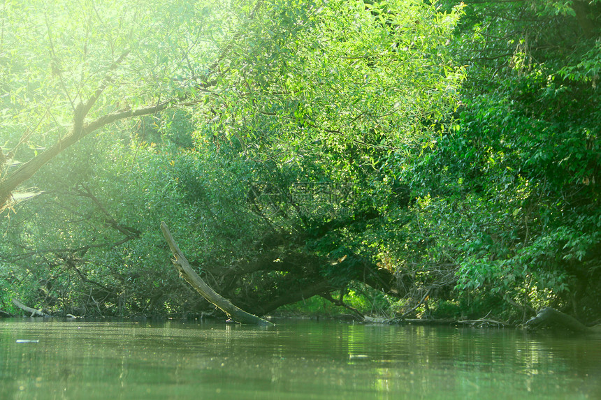 森林河现场沼泽岩石风景苔藓流动墙纸全景旅行瀑布反射图片