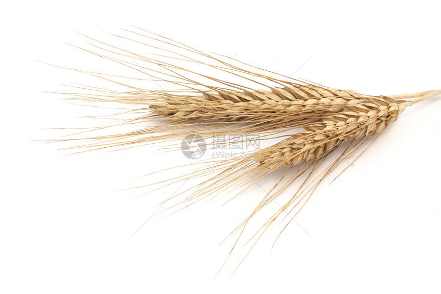 小麦耳朵金子收成收获稻草农业黄色玉米白色谷物植物图片