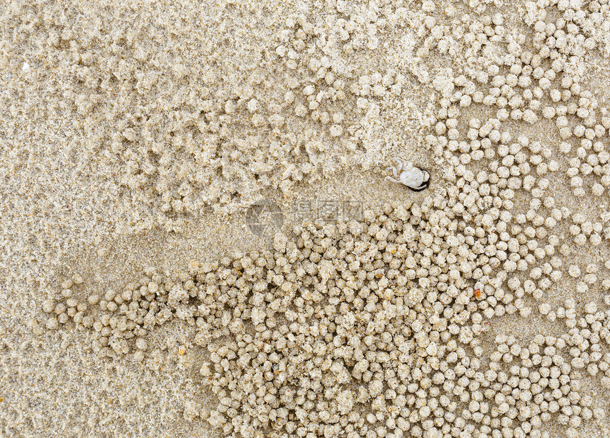 小白螃蟹移动沙球白色石英土地海滩生活昆虫灰色栖息地沙漠海岸图片