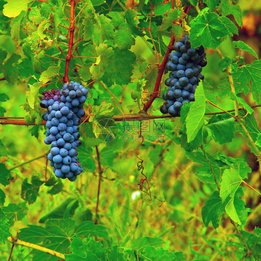 葡萄水果酒精收成酒厂叶子紫色奢华假期食物浆果图片