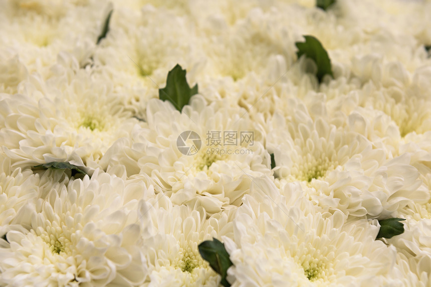 白菊花植物白色蓝色花瓣图片