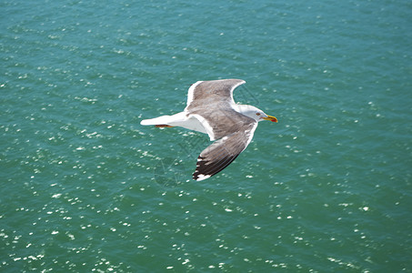 先生古尔鸥科蓝色形目辉煌海鸟阳光动物银鸥航班背景图片