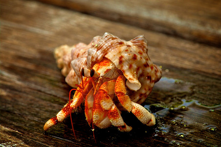 一只螃蟹蟹木板宏观背景风化野外动物水平海滩海洋螃蟹宠物背景