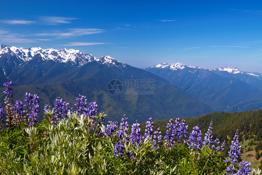 飓风脊野花草地爬坡山脉山峰蓝色公园天空风景荒野图片