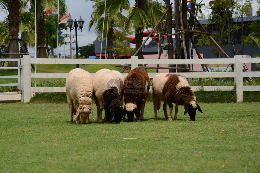 羊爬坡羊肉母羊团体家畜蓝色牧场家庭农场动物图片