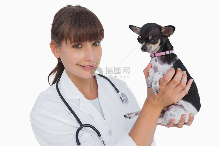 怀着吉娃娃的快乐兽医微笑动物棕色实验女士工作工作服起重职业小狗图片