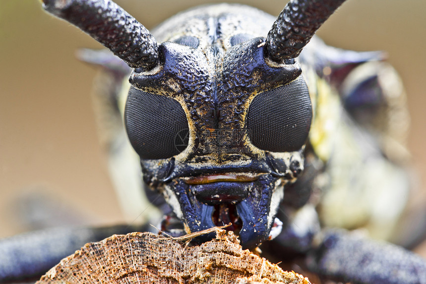 臭虫宏观黑色动物群棕色甲虫漏洞昆虫喇叭蛀虫眼睛图片