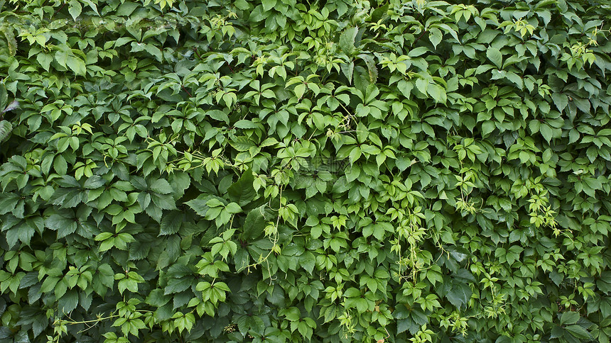 绿叶背景登山者纹理植物绿色木头叶子双胞胎图片