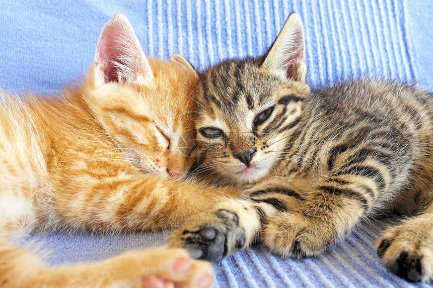 沙发上的小猫咪食肉猫咪晶须婴儿橙子毛皮动物血统猫科哺乳动物图片