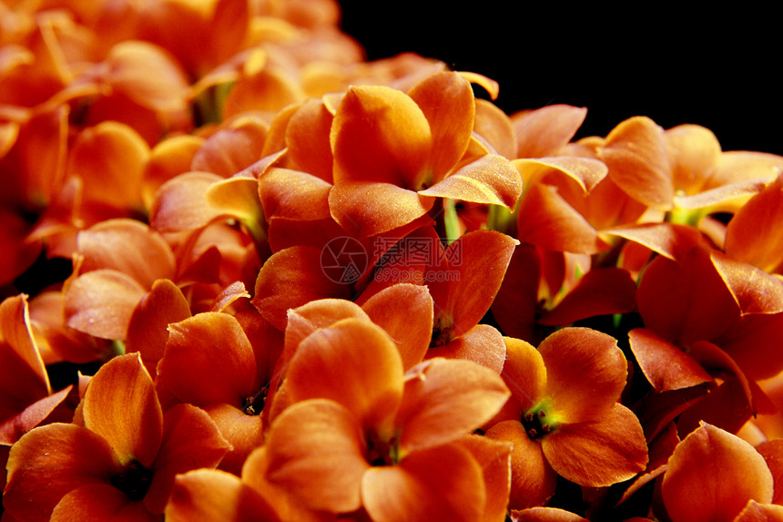 美丽的卡兰乔花朵花园装饰环境橙子芳香风格生物学庆典植物学雌蕊图片