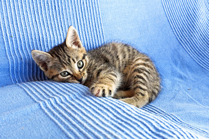 睡沙发上可爱的小猫咪血统冒充婴儿猫科动物毛皮橙子小猫食肉哺乳动物图片
