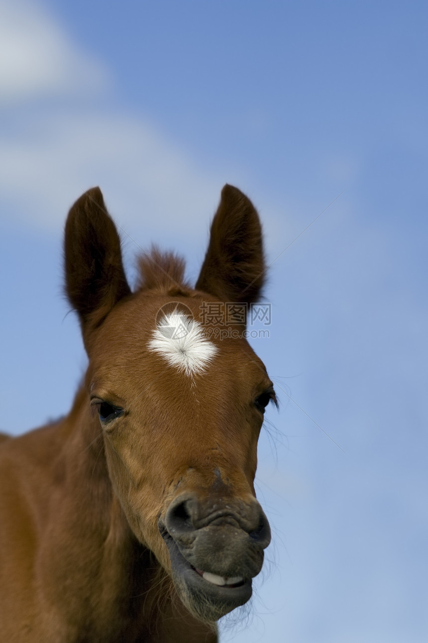 张开嘴的年轻小马 马上刻着非常有趣的表情牙齿骑术宠物荒野活力马术鼻子家畜动物哺乳动物图片