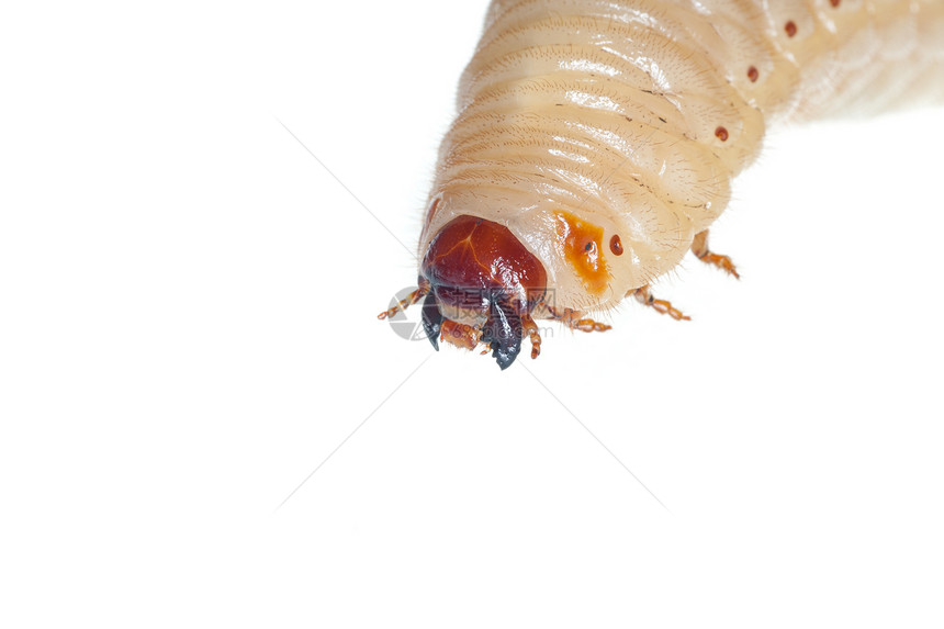 甲虫幼虫漏洞动物群害虫白色野生动物鞘翅目宏观昆虫图片