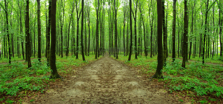 森林晴天射线小路途径日光木头风景树干环境公园图片