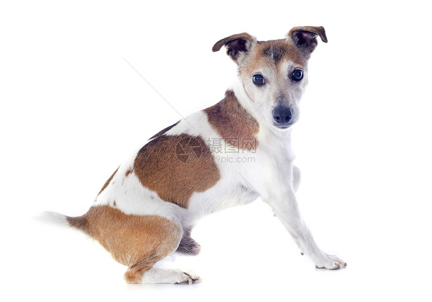 杰克 鲁塞尔梯列犬类牧师梗宠物牧师白色动物猎狗棕色工作室图片