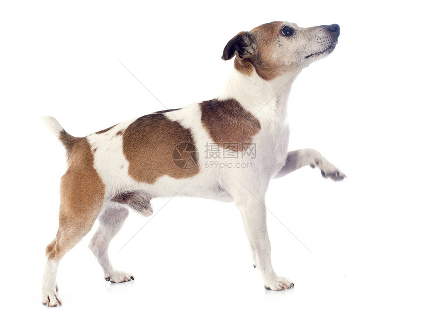 杰克 鲁塞尔梯列宠物犬类白色猎狗警觉棕色爪子动物工作室图片