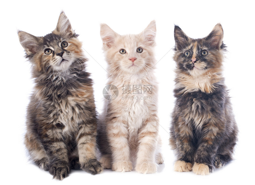 小猫动物团体印花布工作室宠物棕色棕褐色图片