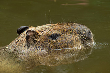 卡比巴拉绿色哺乳动物水豚棕色食草野生动物动物高清图片